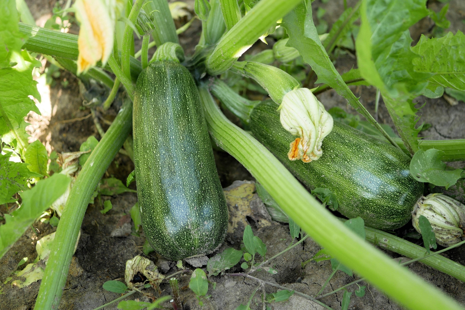 50 BLACK BEAUTY ZUCCHINI SUMMER SQUASH Cucurbita Pepo Vegetable Seeds *Comb S/H