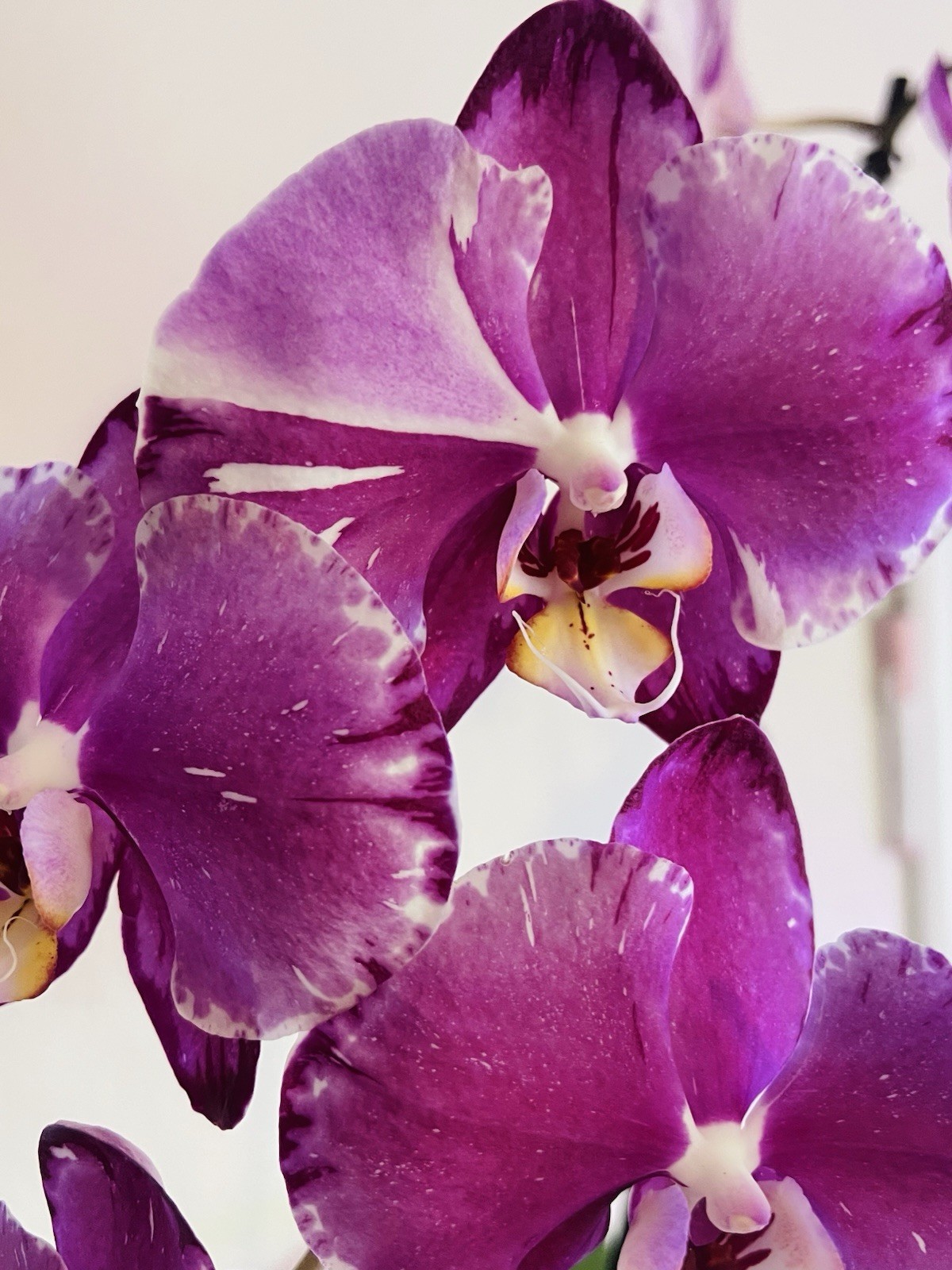 Phalaenopsis Orchid NOID Taiwanese Species Rare Plant Branching Specimen
