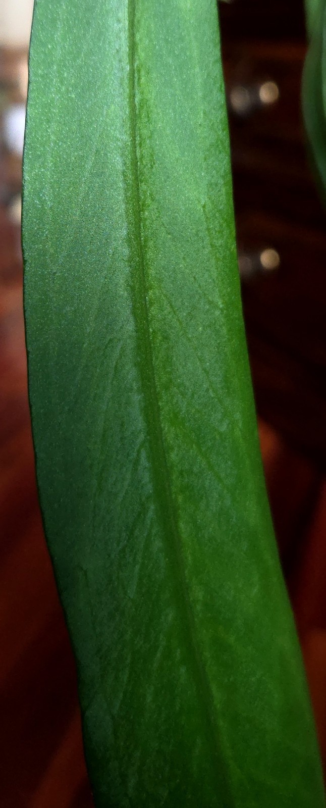 Rare XL Anthurium Vittarifolium 33″ Tall 21″ Leaves Not Philodendron Monstera