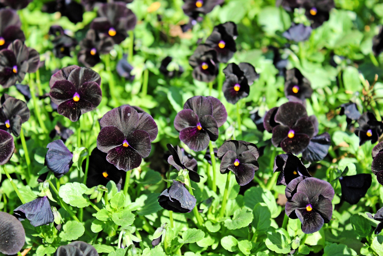 50 BLACK PANSY Clear Crystals Viola Wittrockiana Flower Seeds *Comb S/H