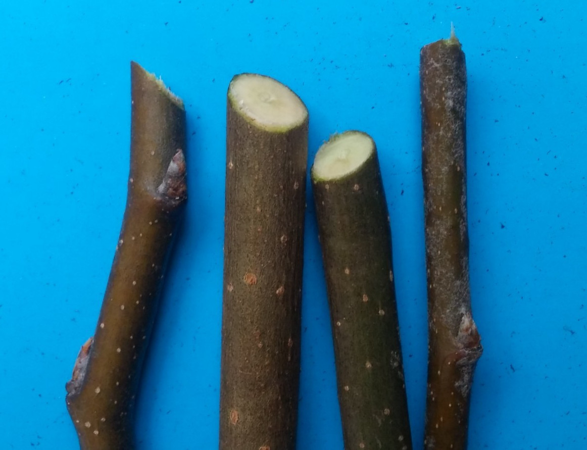 100% Organic Pear Wood Chew Sticks Twigs – Pets Rabbit Hamster Guinea Pig Toy