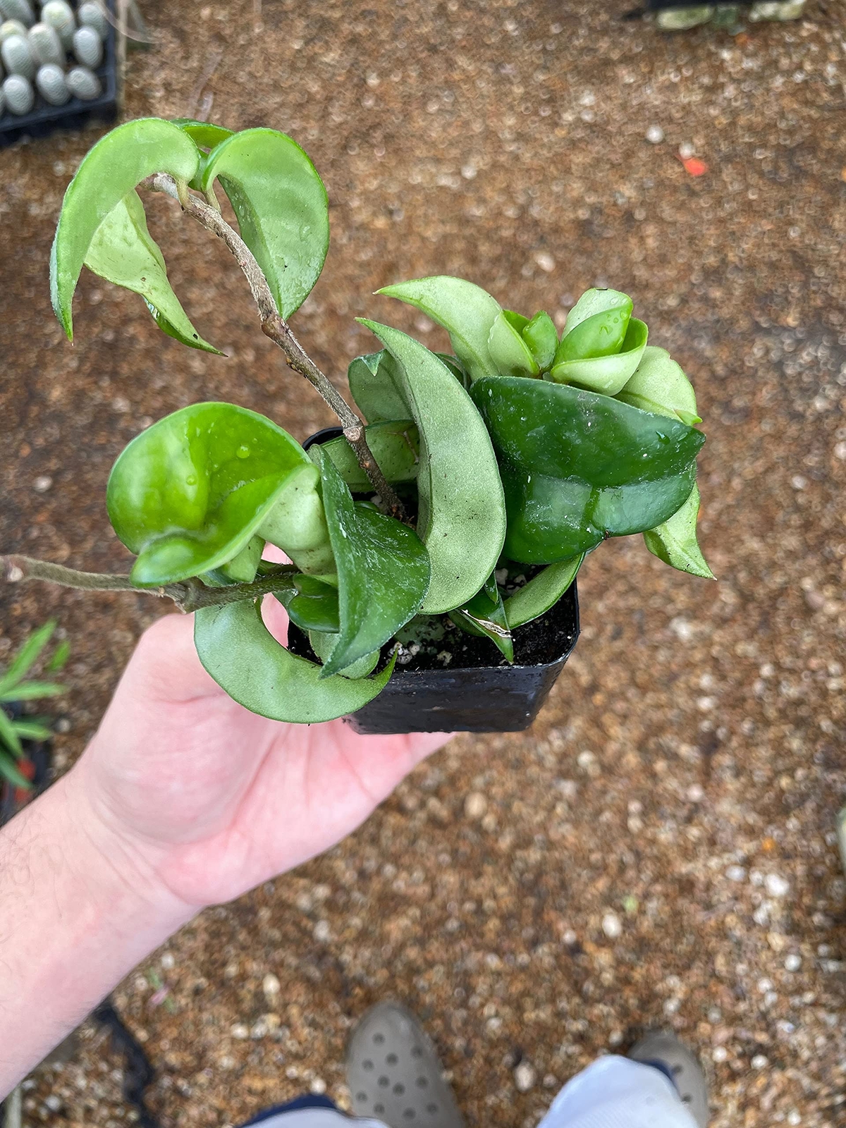 Hoya carnosa compacta Hindu Rope Plant, 2″ Potted Starter, Krinkle Kurl, Porcela