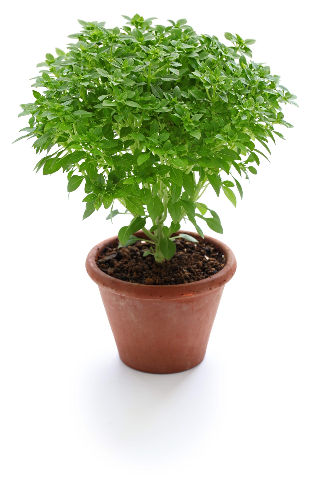 500 DWARF GREEK BASIL Ocimum Basilicum Fragrant Spicy Small Leaf Herb Seeds