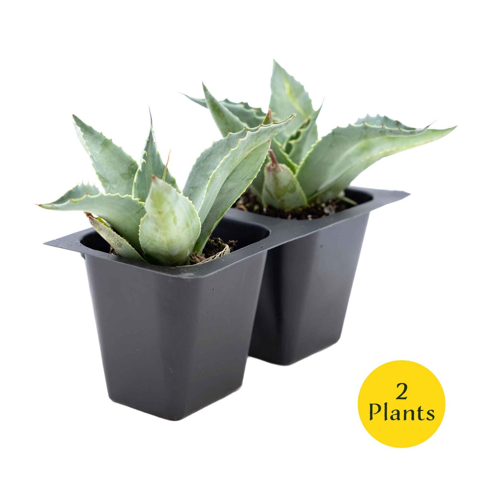 2 Whale’s Tongue Agave Succulent Plants in Nursery Cubes (Agave ovatifolia)