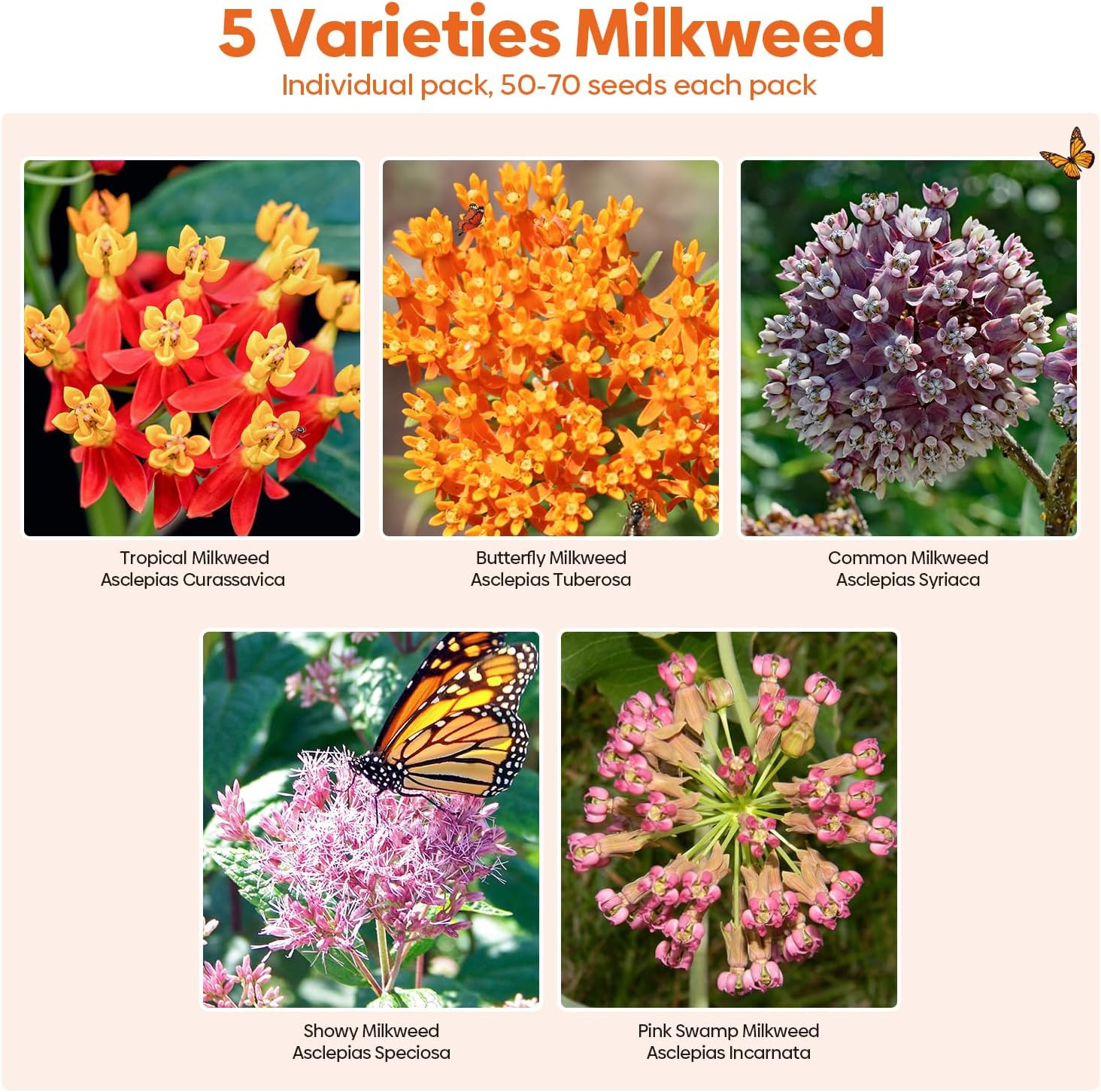 Milkweed Seeds for Planting, Attract Monarch Butterflies & Pollinators, 5 Indivi