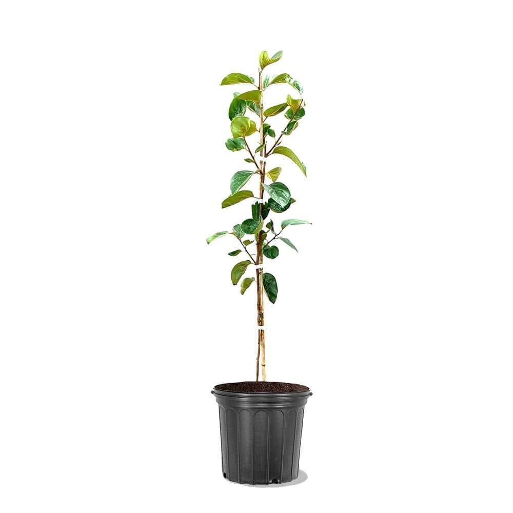 5 Gal. Fuyugaki Persimmon Tree