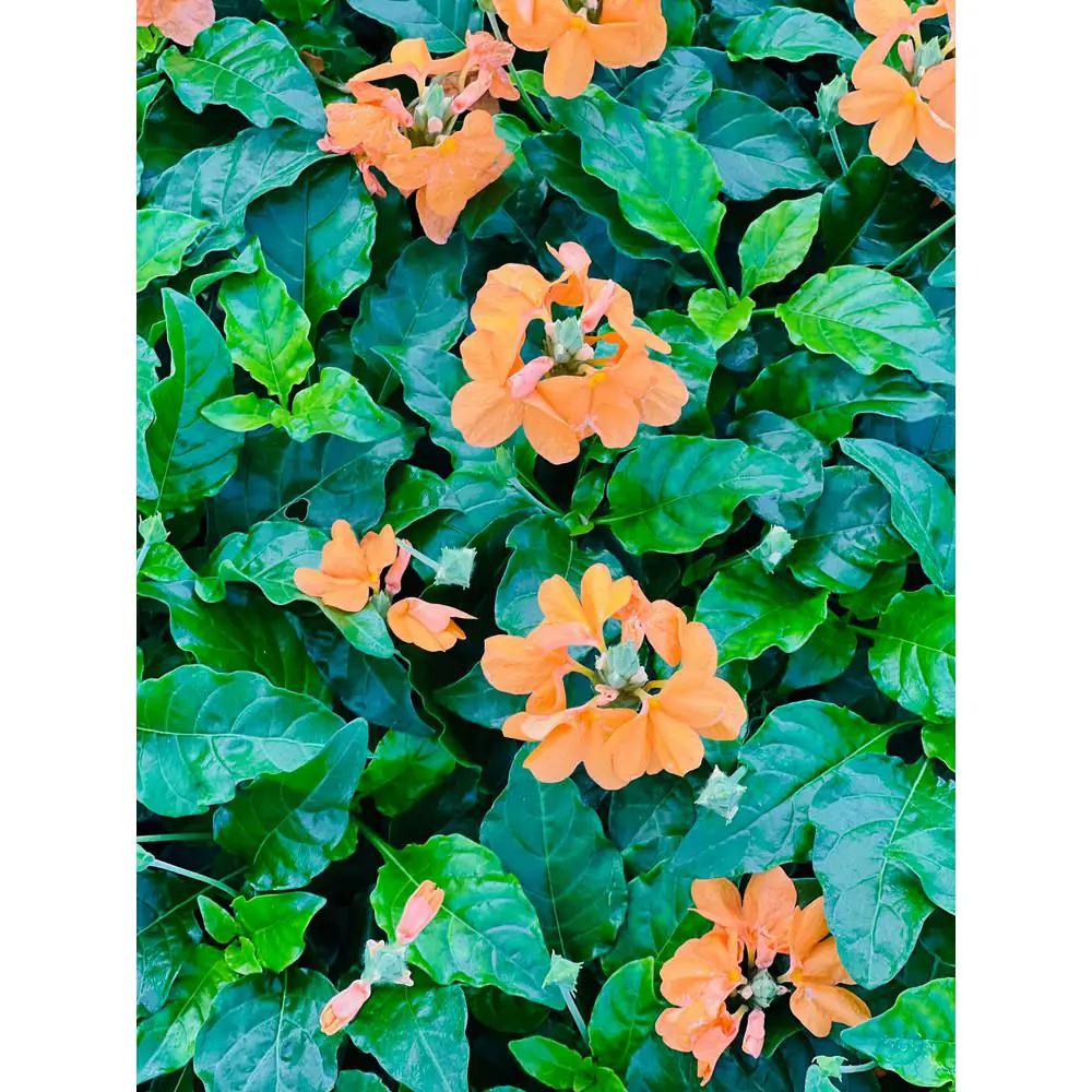 2.5 Qt. Crossandra Orange Plant in Grower’S Pot (2-Packs)