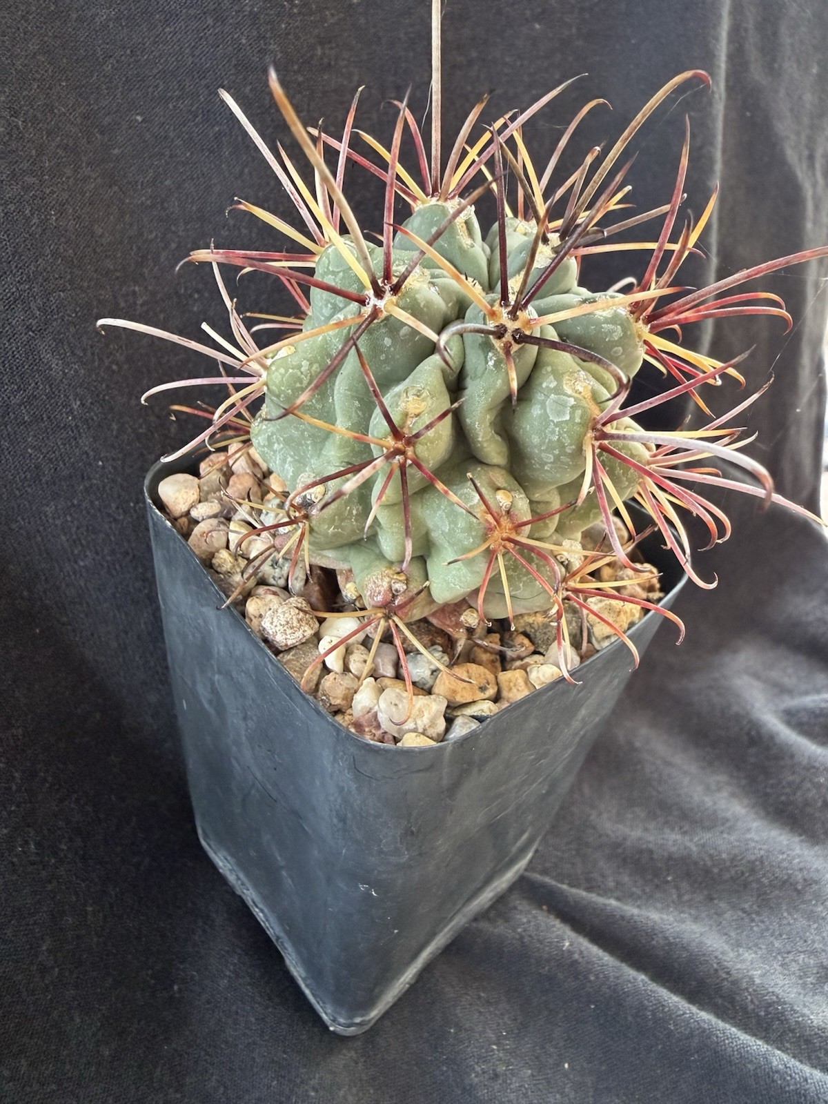 Glandulicactus uncinatus, Uncommon In The Trade
