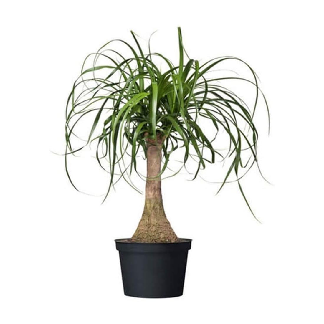 American Plant Exchange Live Ponytail Palm Tree Bottle Palm Tree Elephants Foot