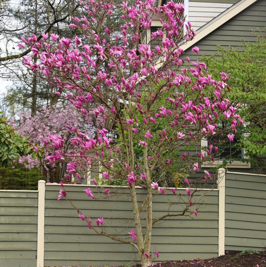 Ann Magnolia Tree/Shrub, Live Plant, 6–12″ Tall in 2.5″ Pot, No Ship AK, HI, PR