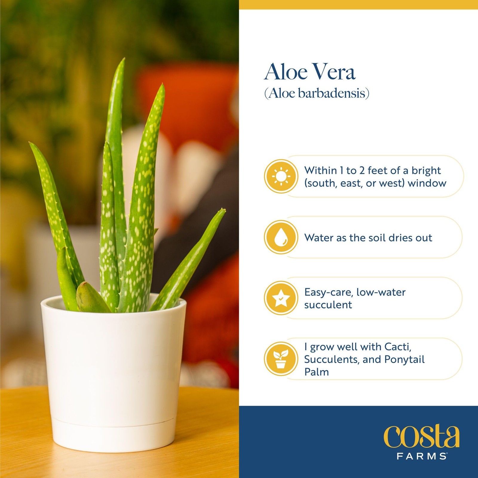 Aloe Vera Live Plant in Decorative Pot, Easy to Maintain, Air Purifying Succu…