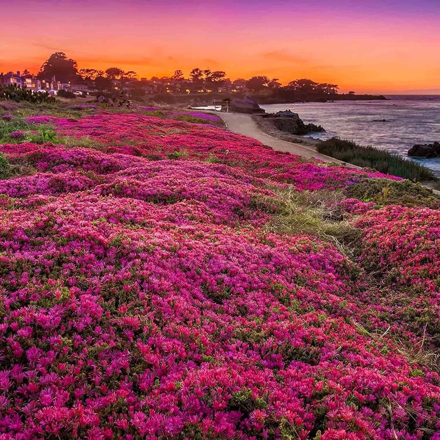 20000+ Magic Pink Creeping Thyme Seeds for Planting Ground Cover Plants Heirloom