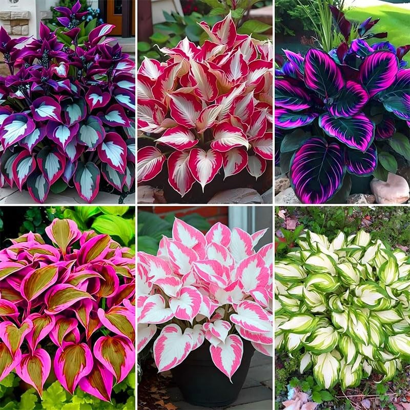 185+ Mixed Color Hosta Seeds for Planting Outdoors- Shade/Cold Tolerant blue