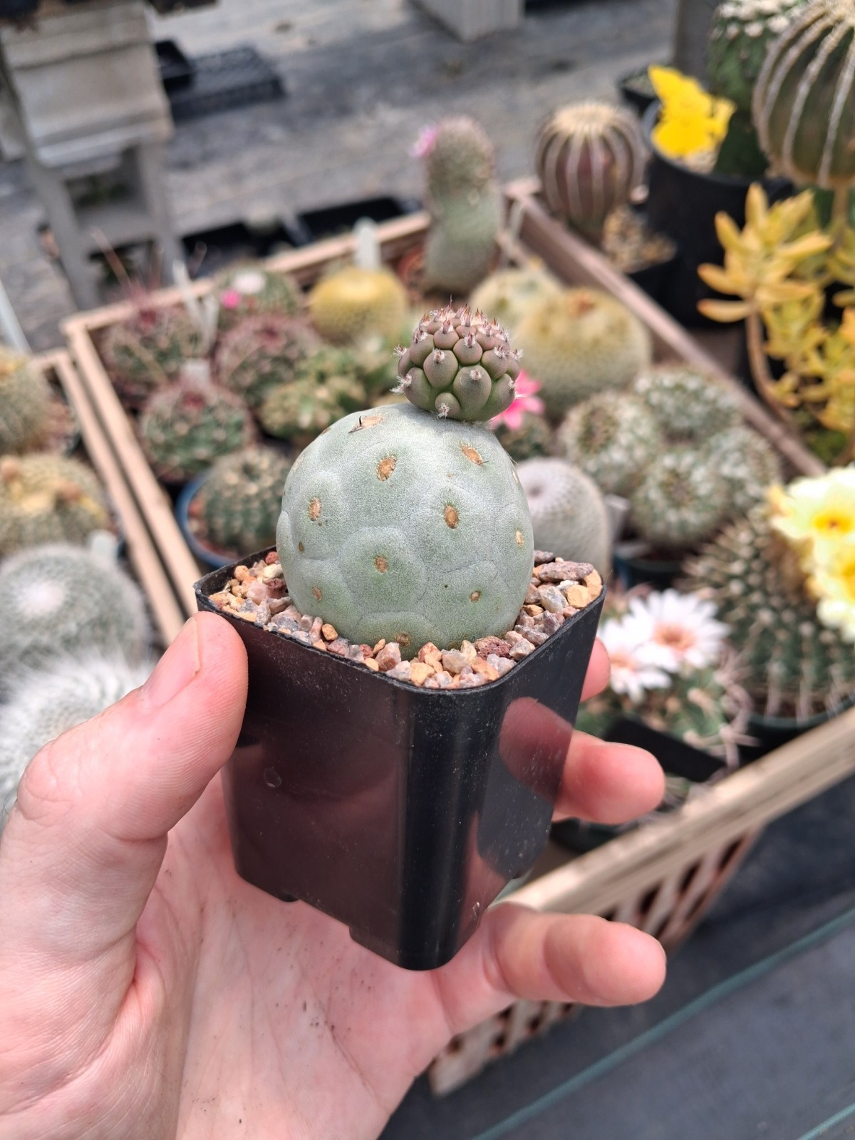 Tephrocactus Geometricus rooted, actively growing, great quality US seller