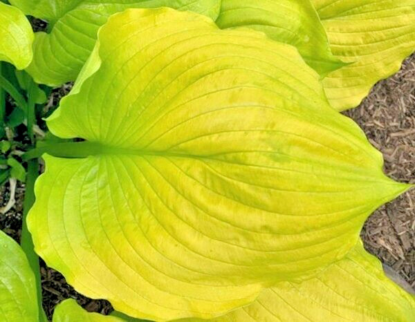 20 SEASONS IN THE SUN HOSTA SEEDS