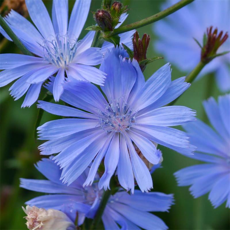 Chicory Cichorium Intybus Seeds 300+ Blue Dandelion NON-GMO USA FREE SHIPPING