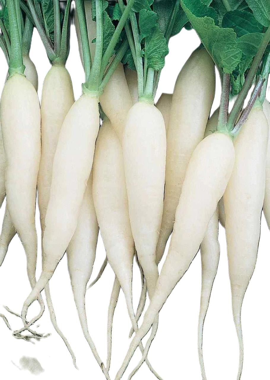 White Icicle Radish Seeds, NON-GMO FREE SHIPPING!