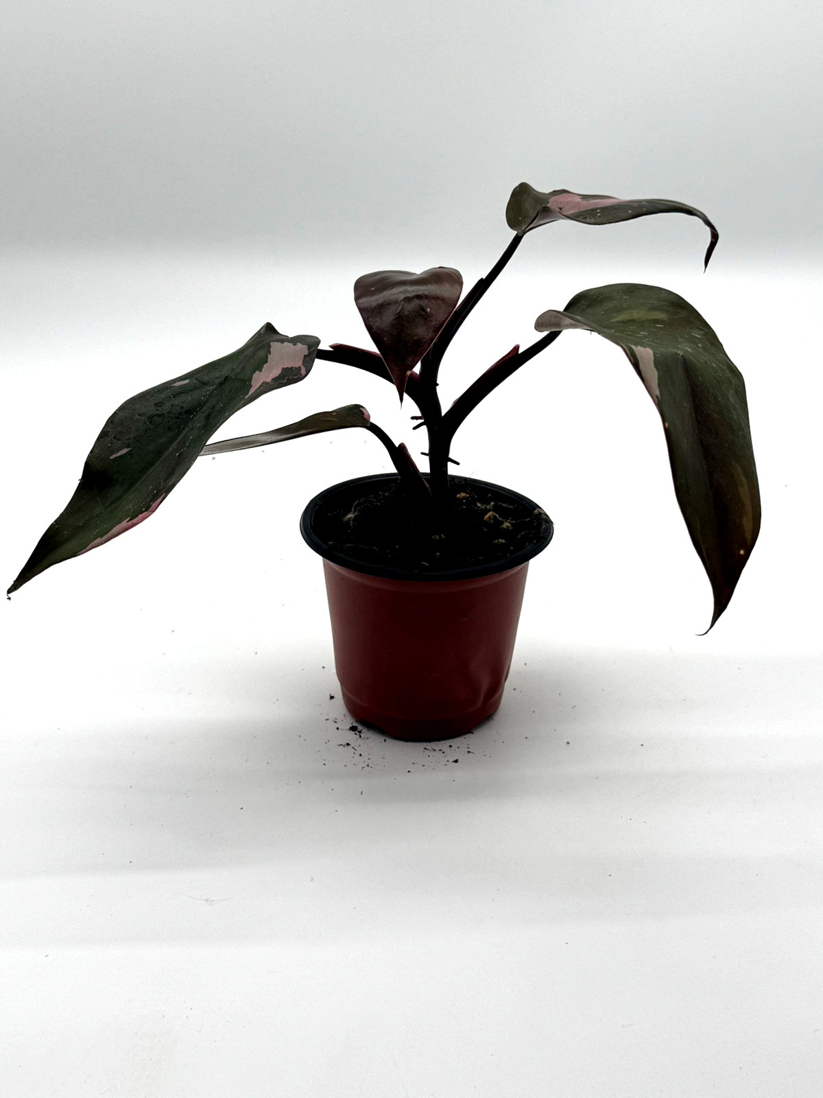 Philodendron Pink Princess rare live house plant in 4 inch pot