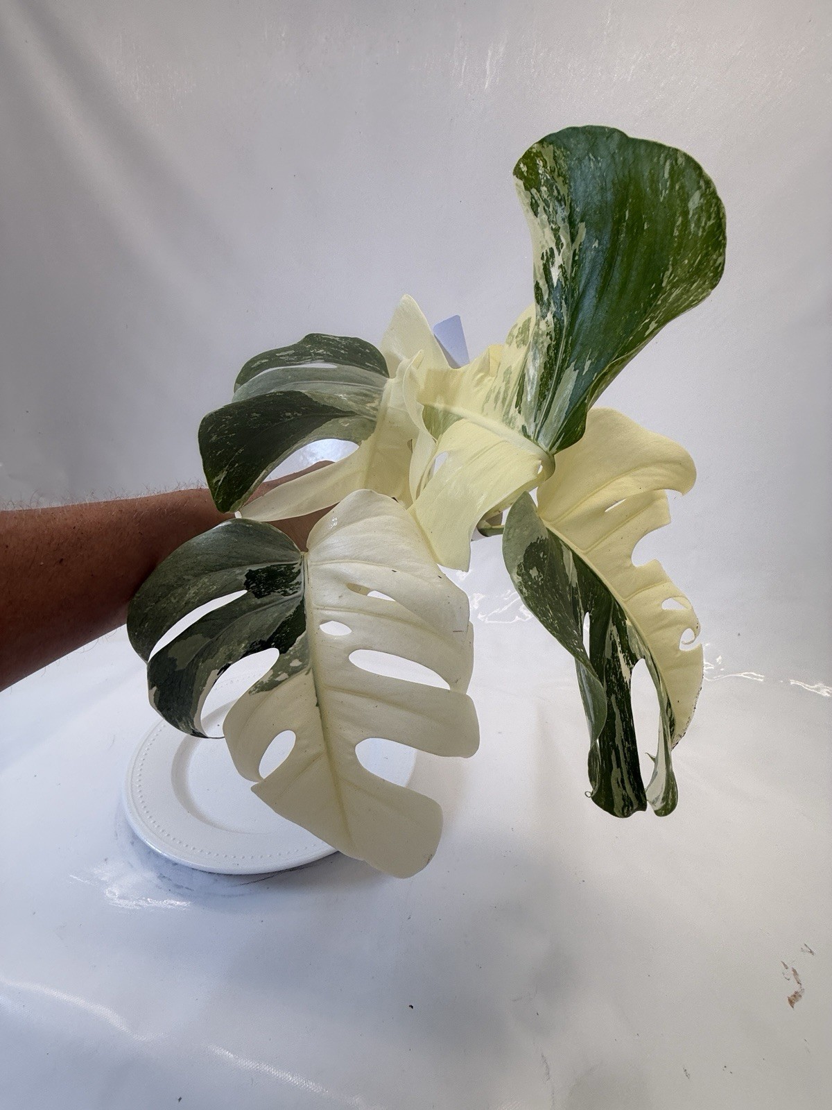 Monstera Albo top cutting EBAY-2606-101