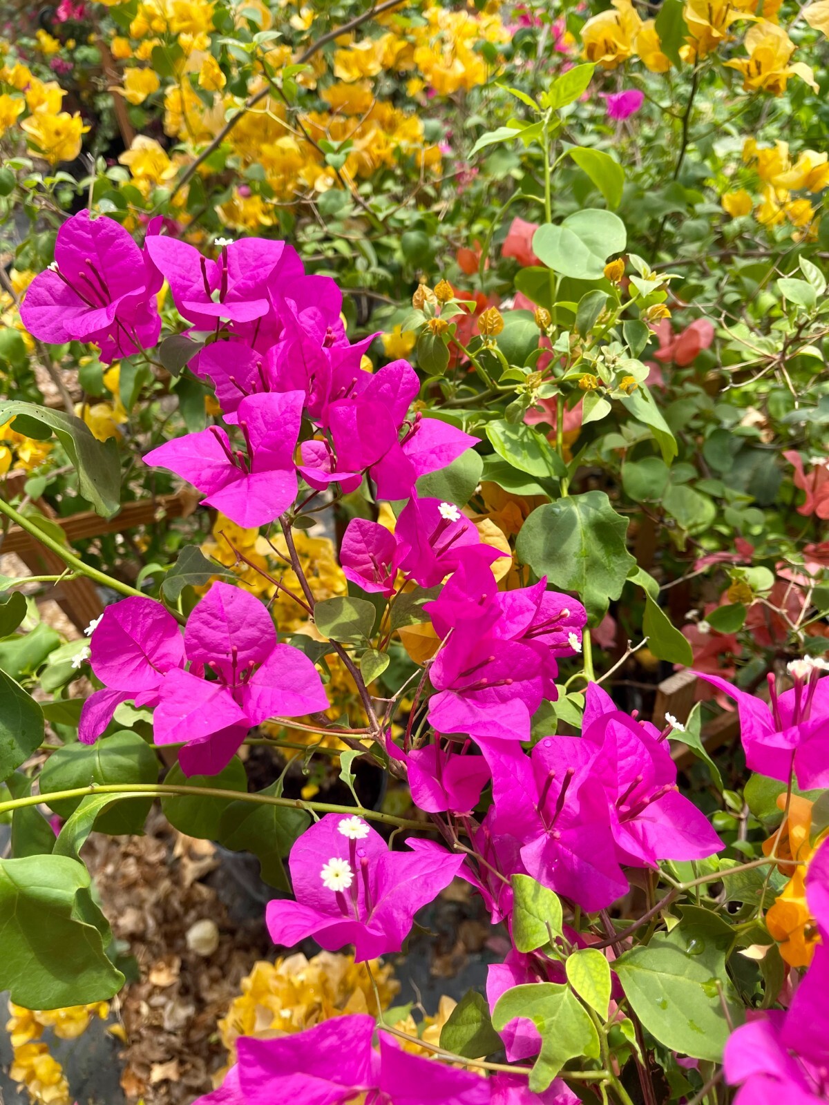 30″ HIGH Live Plant Bougainvillea Vine Assorted Colors 12″ Pot w/ Trellis NO CA
