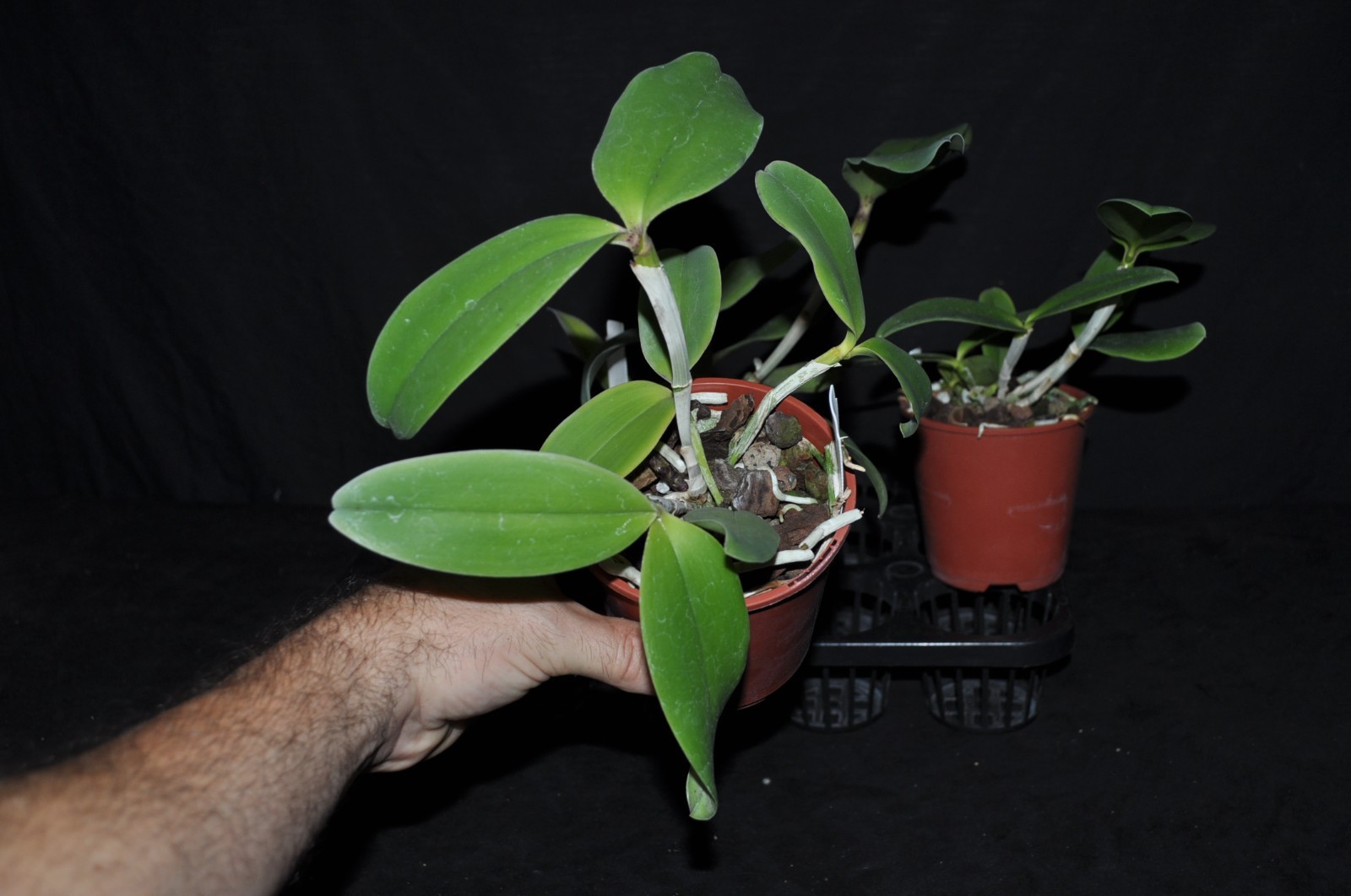 Cattleya Krulls Leopard incredible hybrid premium parents nice LRG BS plants!!!