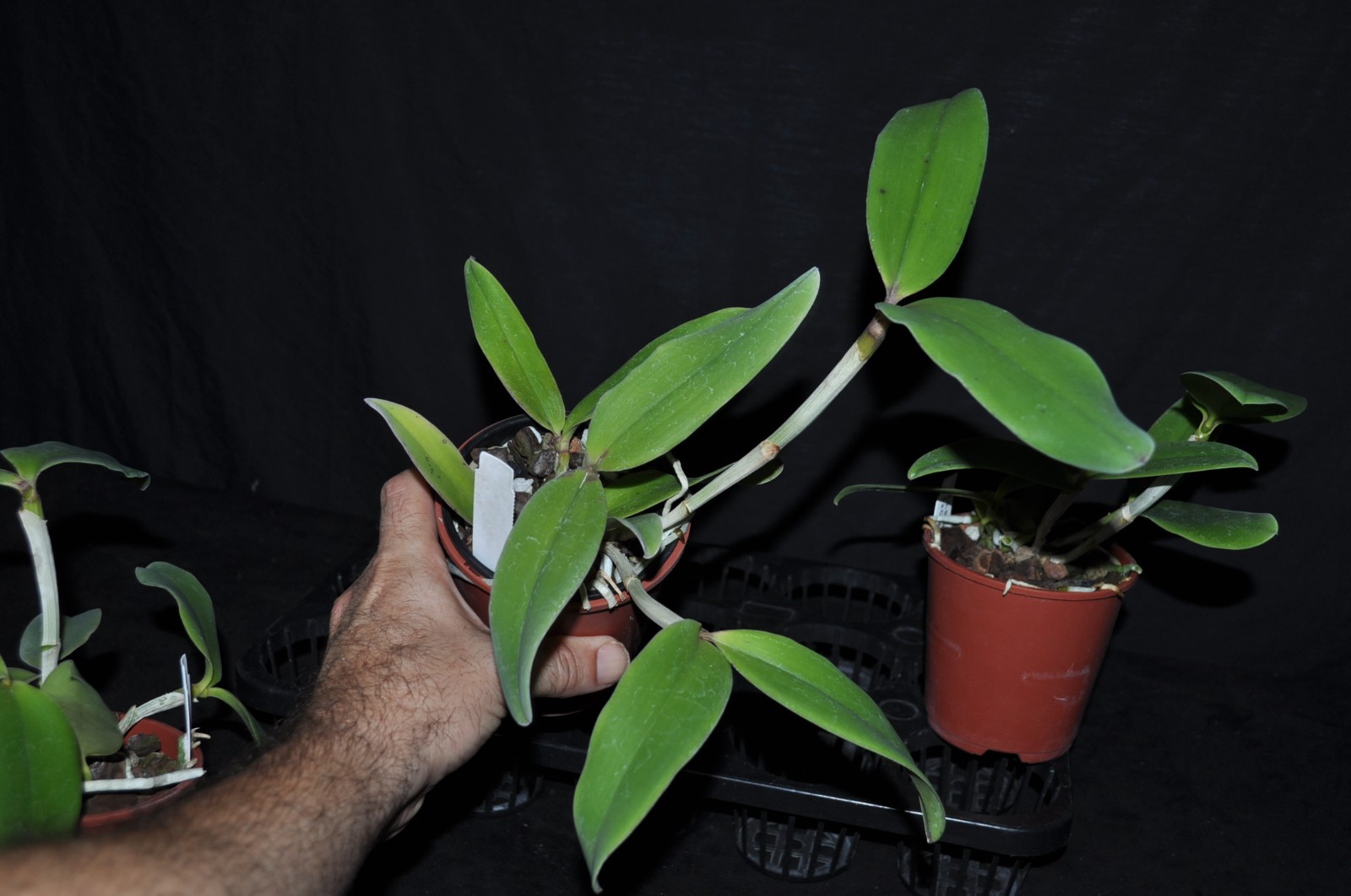 Cattleya Krulls Leopard incredible hybrid premium parents nice LRG BS plants!!!