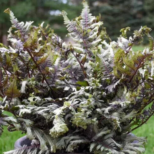 Japanese Painted Fern mix of best hybrids 500+ spores (seeds)