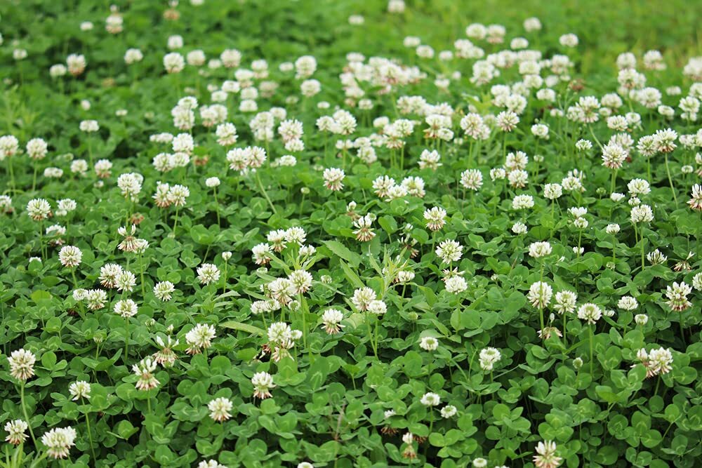 Dutch White Clover Seed – 500+ Seeds – Great from Food Plot, Cover Crop, Pasture