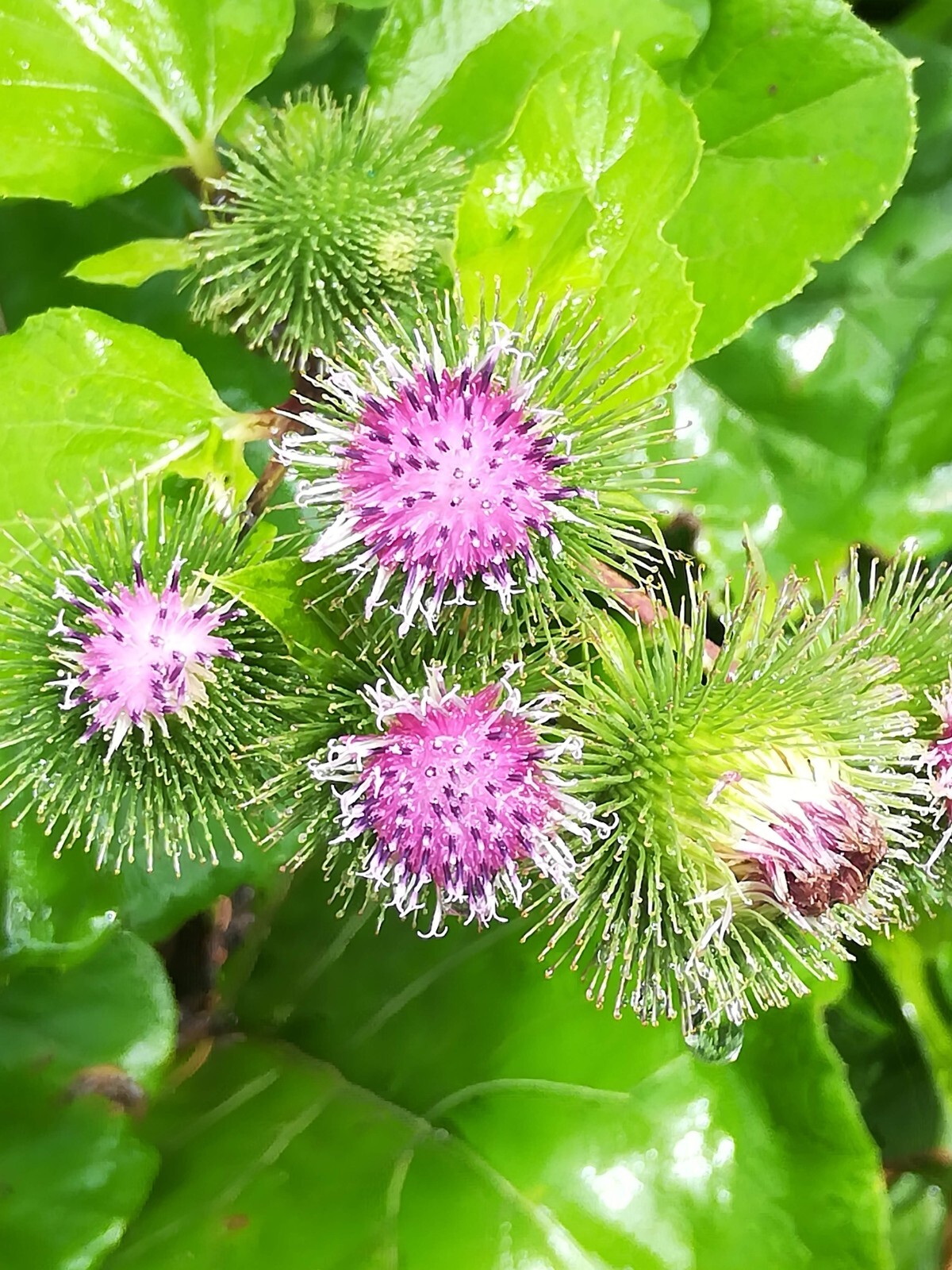 Greater Burdoch, Arctium Lappa 1/4 Tsp.