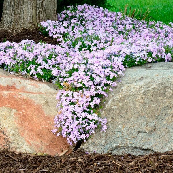 Creeping Phlox Perennial Subulata Moss Phlox Bare Root Live Plant Outdoor Garden