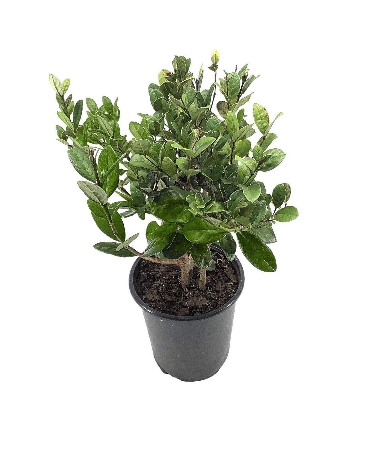 Pineapple Guava Plant – Live 4 Inch Plants – Feijoa Sellowiana – Edible…