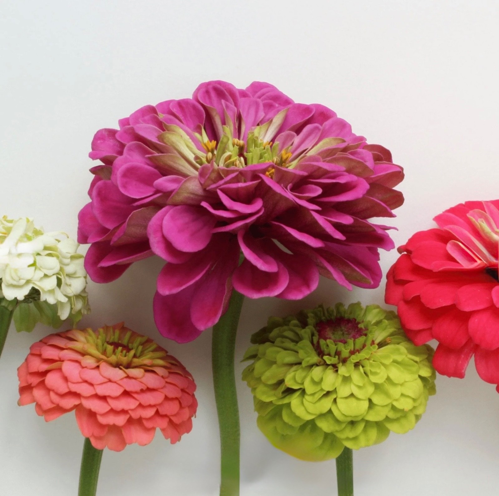 100 Fresh Zinnia Seeds, Lilliput Mix, Compact Semi-Dwarf – Double Pom Pom Blooms