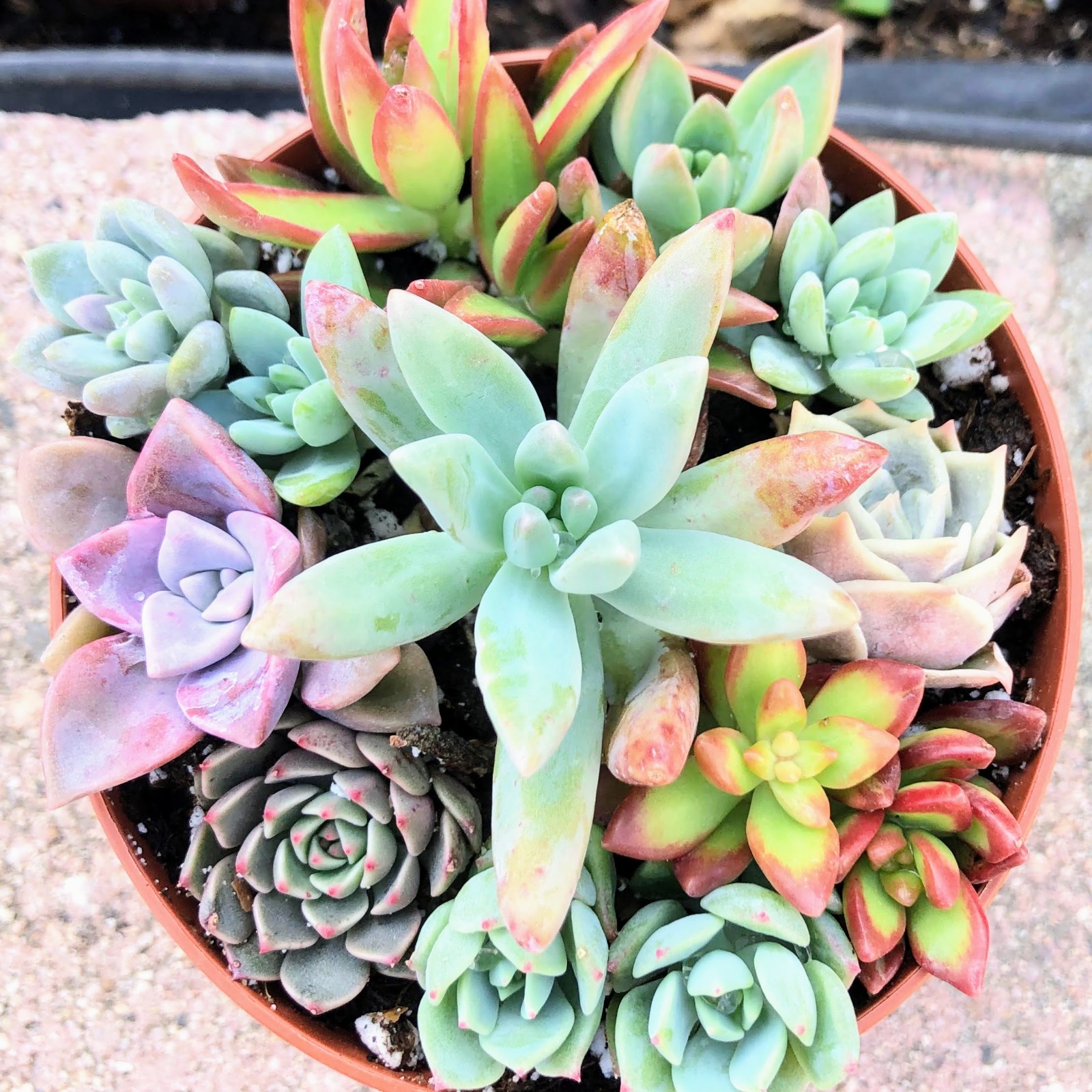 Assorted Succulent Cuttings, Wedding/Party Favors/Gifts. No Repeat, Unique& Rare