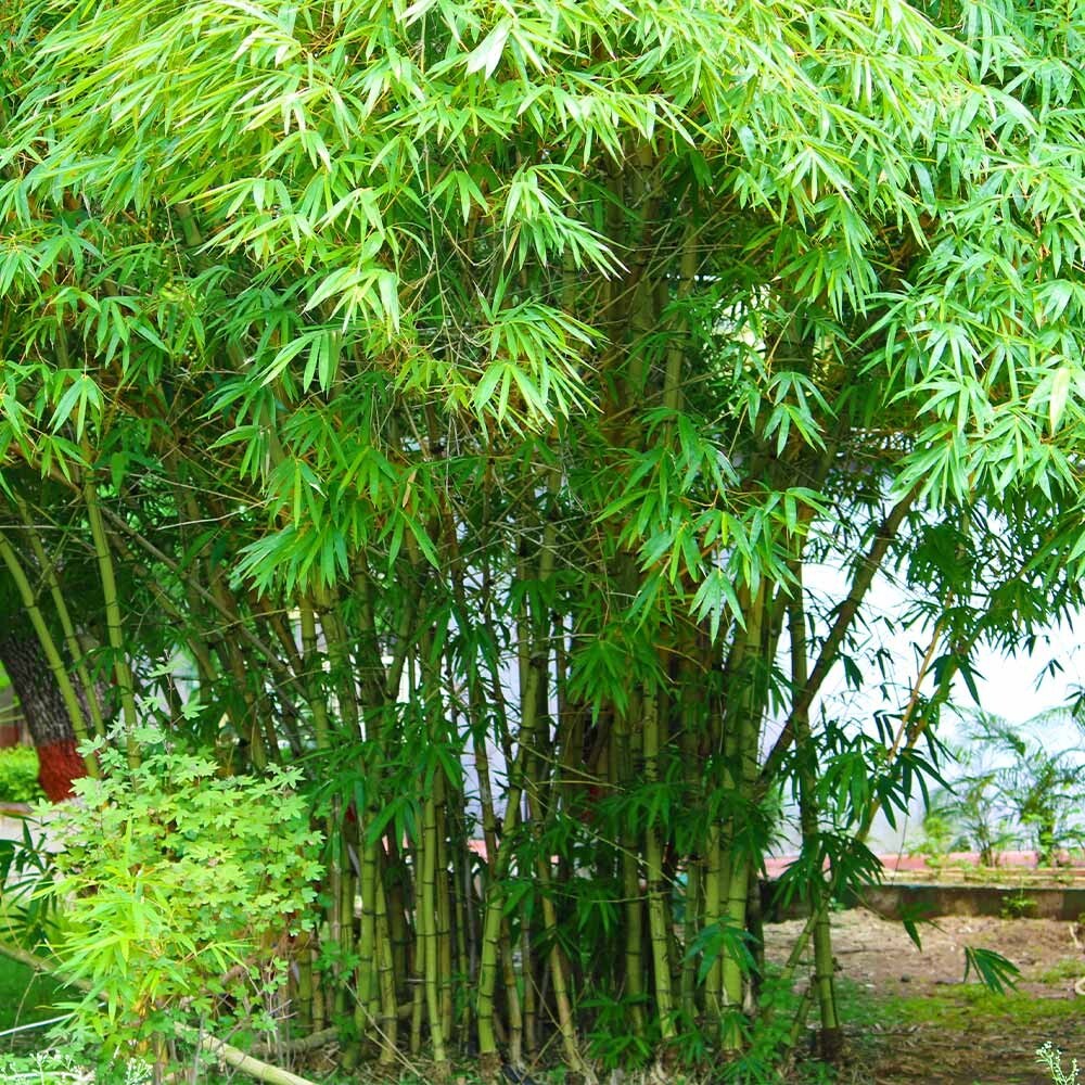 Graceful Bamboo – Bambusa Textilis Gracilis-1 Gallon Size-Clumping, Non-Invasive