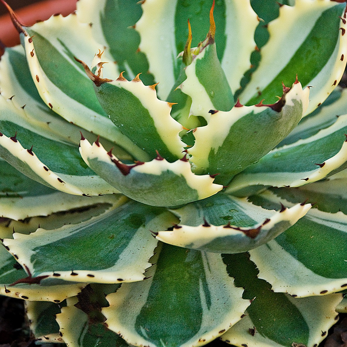 Agave “Desert Diamond” Variegated Sport of “Kissho Khan” Superb Succulent! 2″-3″