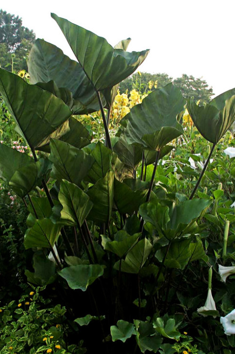 Tea Cup Colocasia Live Plant – 4-6 Inches Tall – Ship No Pot – Tropical Plant
