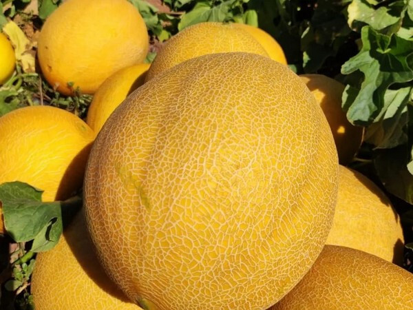 20 F1 Hybrid Giant Ananas Melon Seeds 10 Pound Giant Melon – Unmatched Sweetness