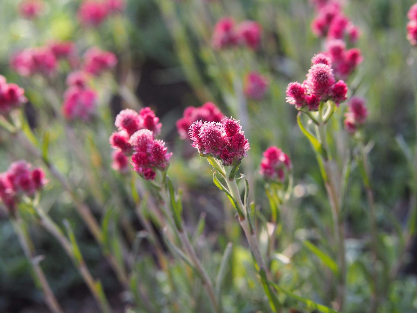 20 RED PUSSYTOES Pink RedTinted Antennaria Dioica Rubra Everlasting Flower Seeds