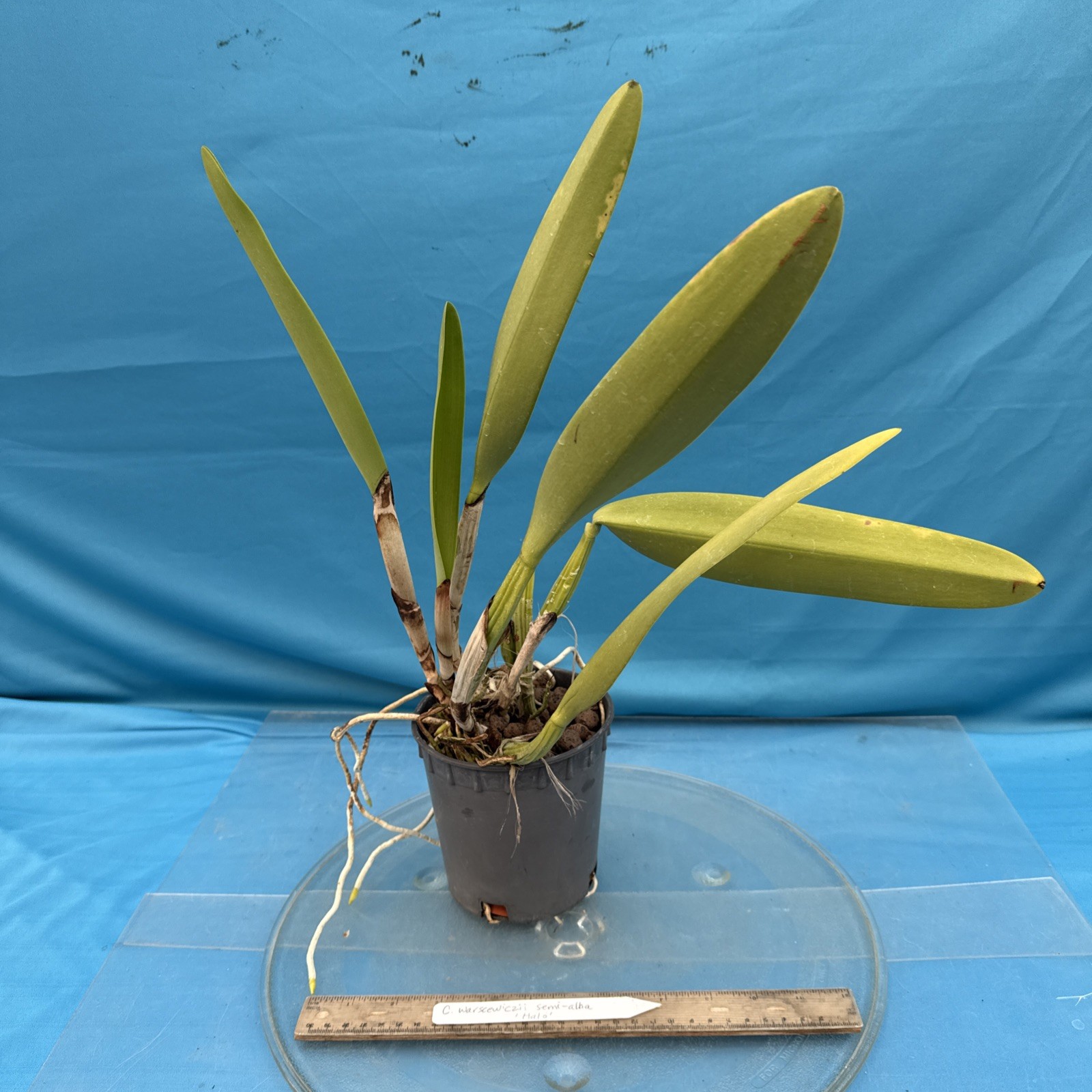 Cattleya warscewiczii Semi Alba Purple White ‘Halo’ Orchid Eros Species 5.5” Pot