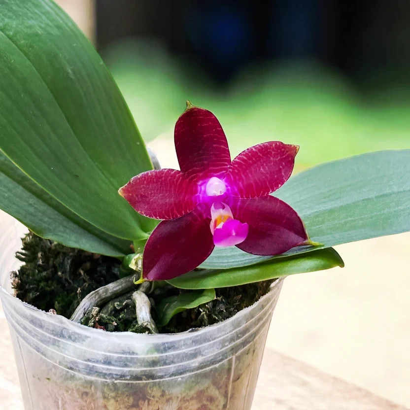 Fragrant Orchid Phalaenopsis Phal. Meidarland Kaiulani ‘Red Girl’ In 2.5″ Pot