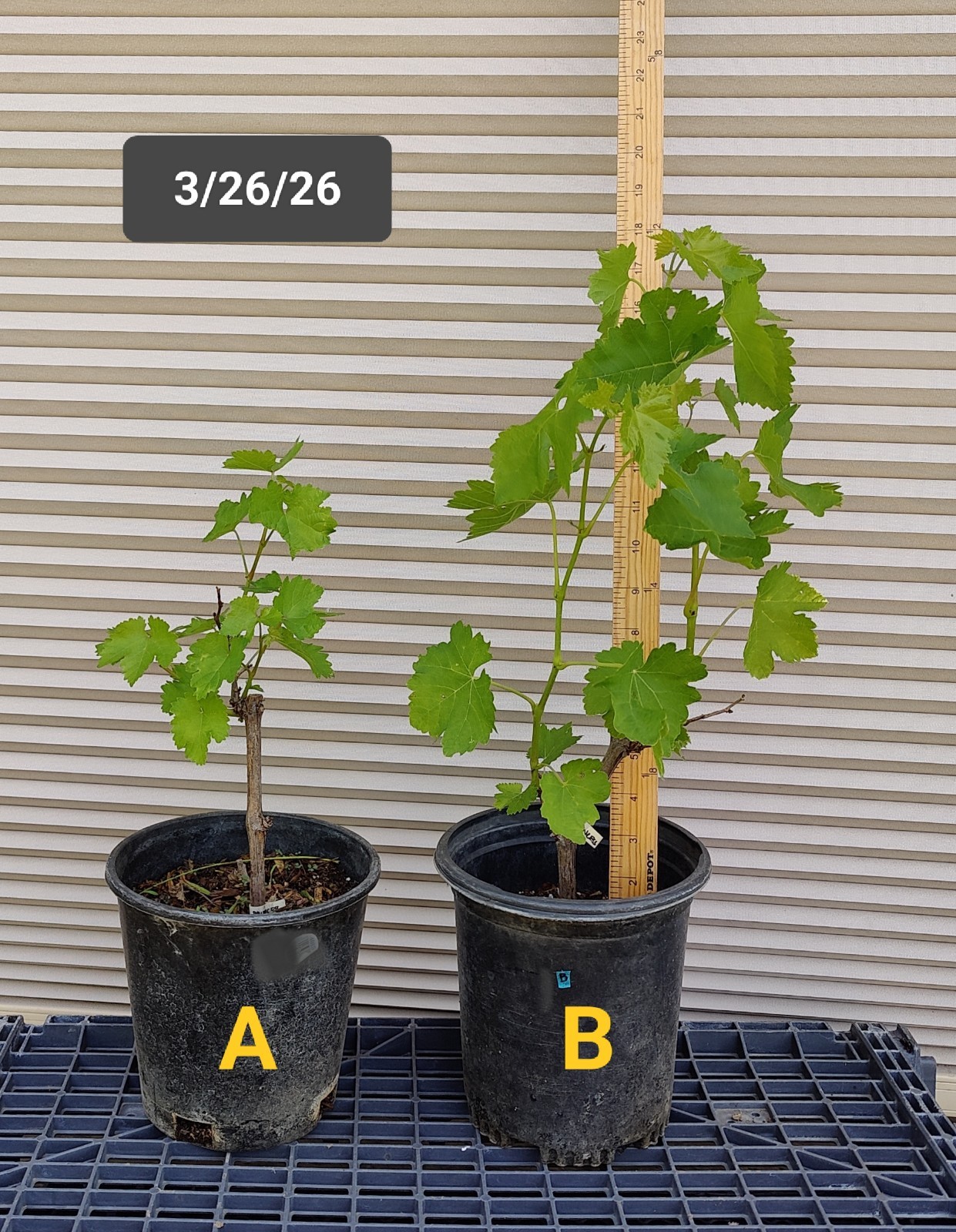 1 (One) Live “PRINCESS” GRAPE PLANT ROOTED about 7-10″ tall.