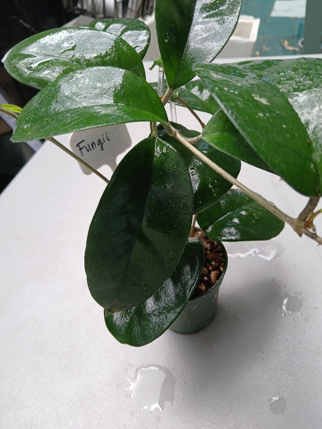 #379- HOYA FUNGI I LIVE PLANT, LARGE LEAF, LARGE PLANT,