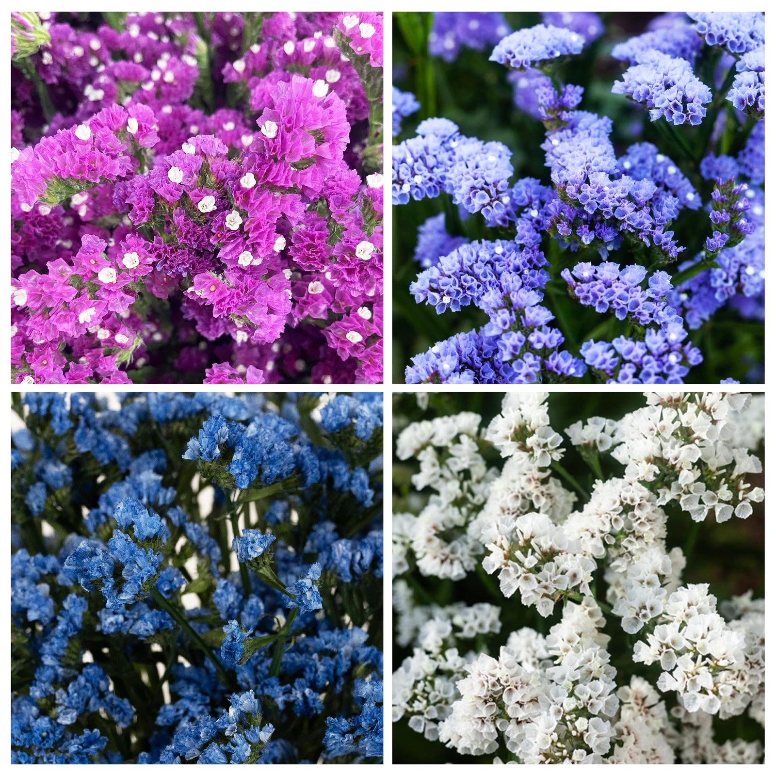 1000+ Perennial Limonium Statice Flower Seeds for Planting Non-GMO Mixed