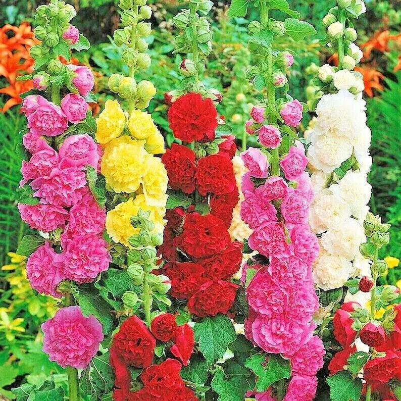 60+ HOLLYHOCK MIX SEEDS – HUGE FLOWERS – BEES BUTTERFLIES —————– RARE