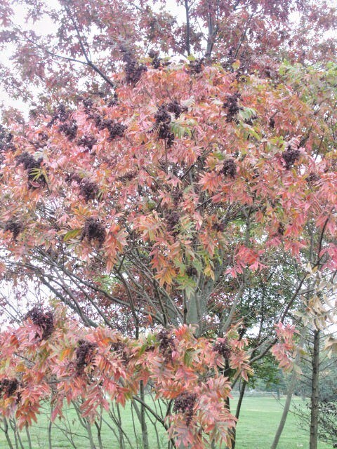 30 WINGED ( FLAME LEAF ) SUMAC SEEDS ( Rhus copallinum )