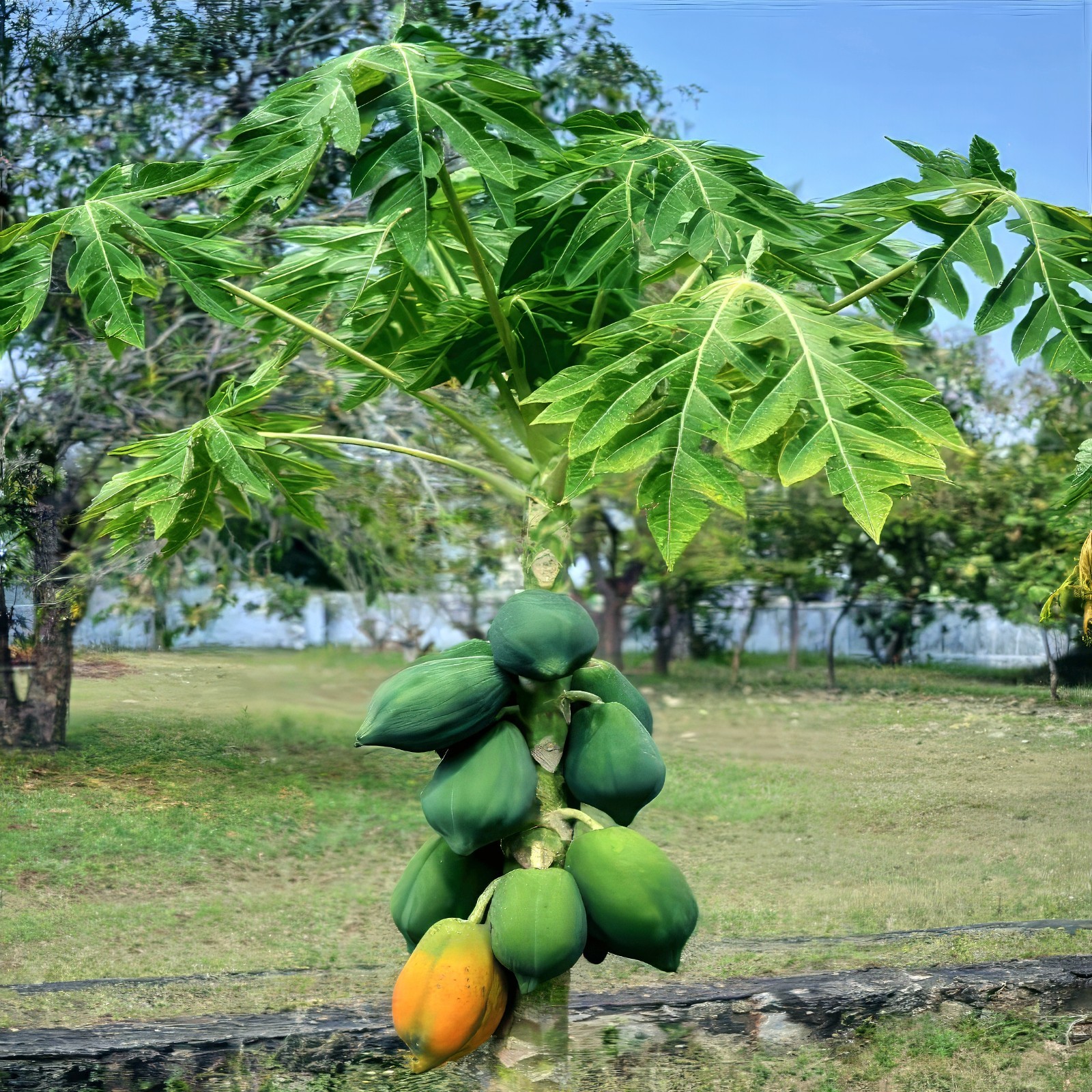 20 Dwarf Hawaiian Solo Sunrise Papaya Seeds Carica Melon Rare NON GMO Fruit Tree