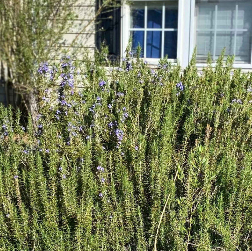 3 Tuscan Blue Rosemary Plants Live, 3–5″Tall, Evergreen Garden Herb, Ship No Pot