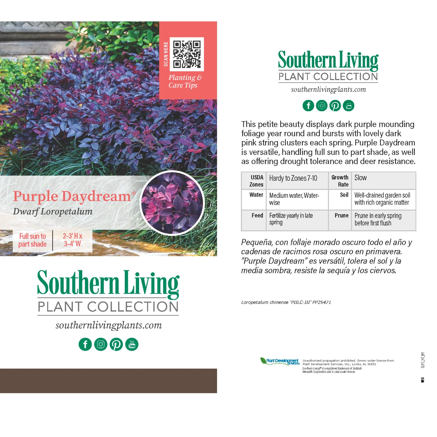 Purple Daydream Loropetalum Live Shrub in 2.5-Quart Grower Pot
