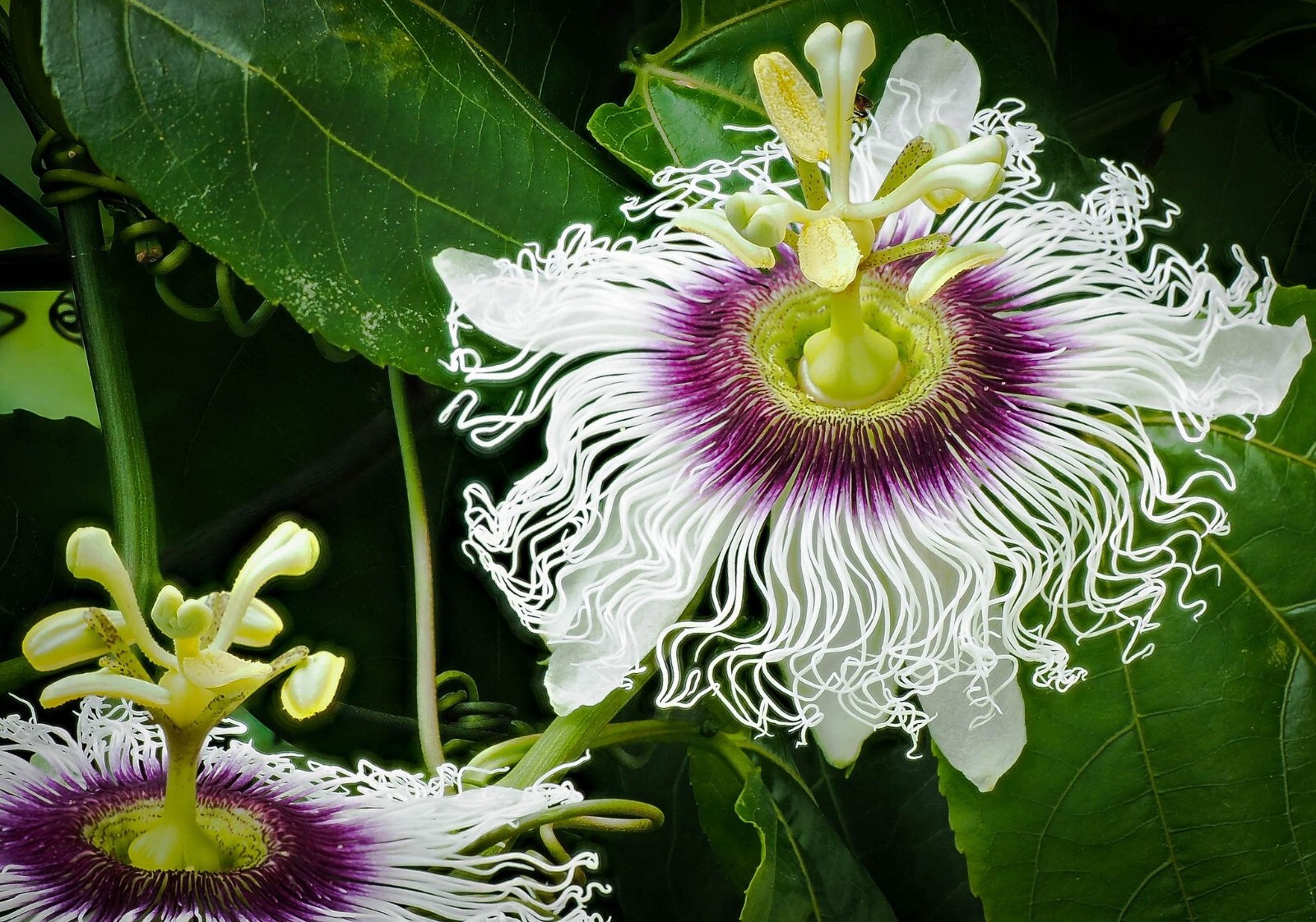 SWEET SUNRISE Passion Fruit~Live Starter Plant ~Passiflora edulis~ Self Fertile