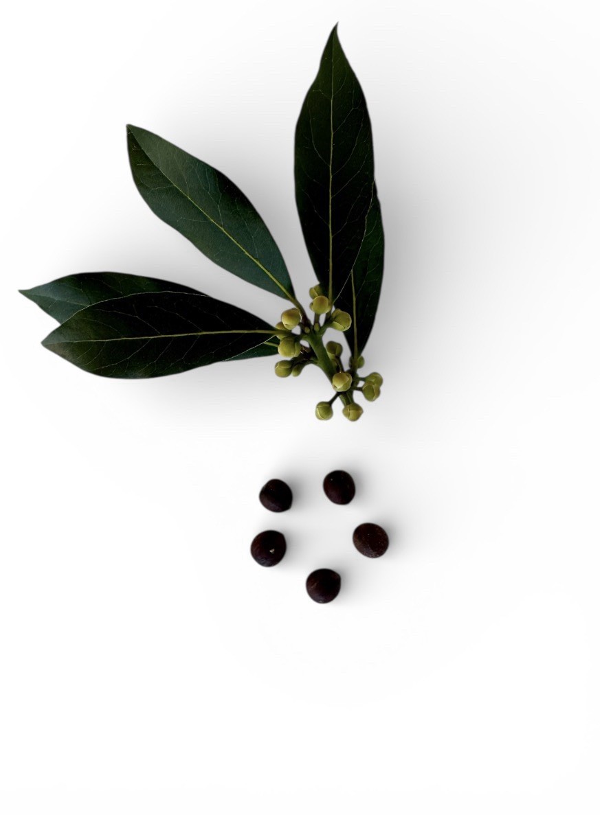Laurus Nobilis Bay Leaf Laurel Tropical Plant Seeds Pack of 5